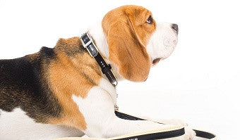 Collars & Leashes