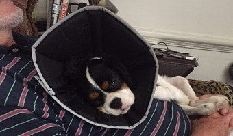 Comfy Cone