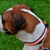 Lumi illuminated LED collar daylight on dog